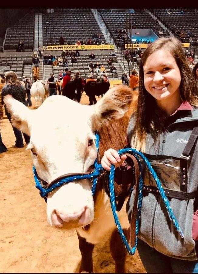 Aleigha Eubanks showcases her cow at Dixie Nationals Rodeo The